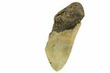 Partial, Fossil Megalodon Tooth - North Carolina #361675-1